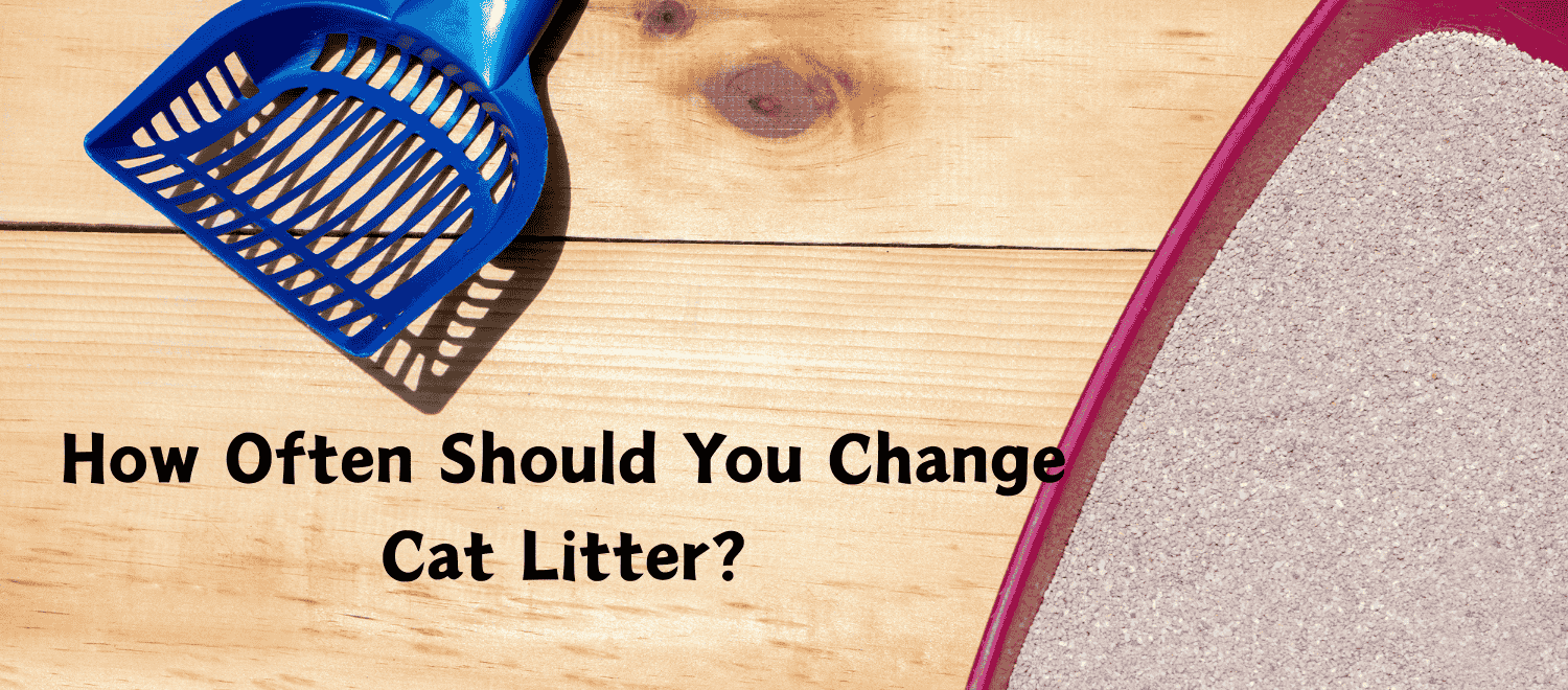 How Often Should You Replace a Pet Vacuum Brush?