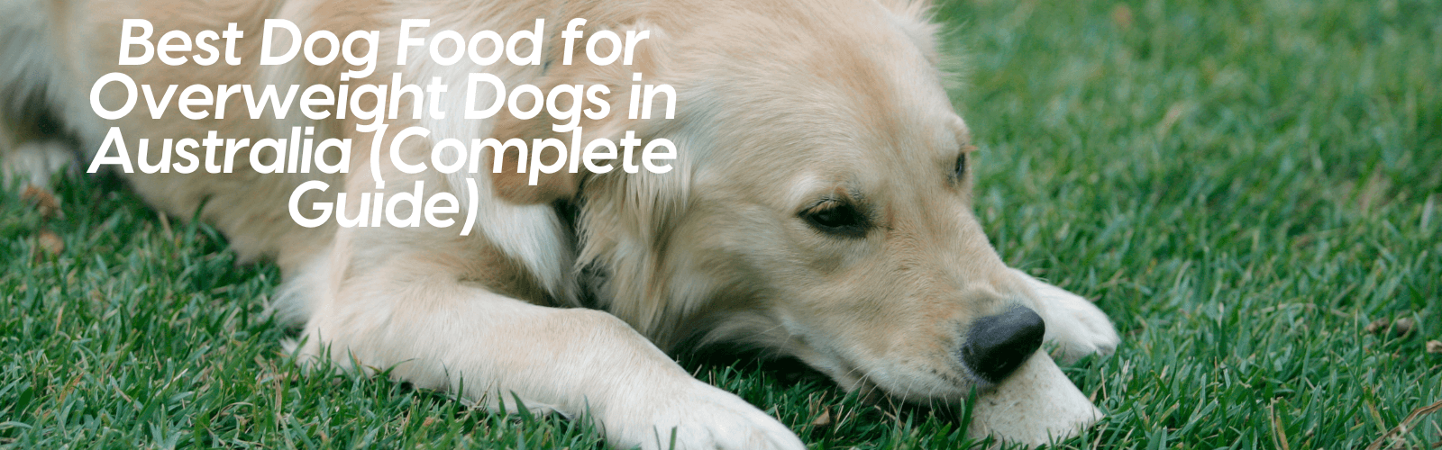 Best Dog Food for Overweight Dogs in Australia (Complete Guide)