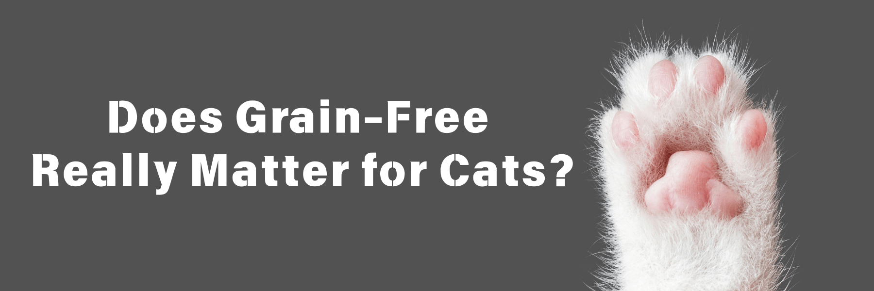 Does Grain-Free Really Matter for Cats? Where Black Hawk Fits (Australia 2025) blog banner