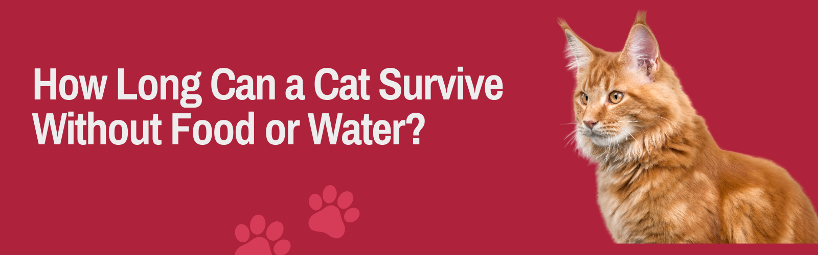 How Long Can a Cat Survive Without Food or Water blog banner