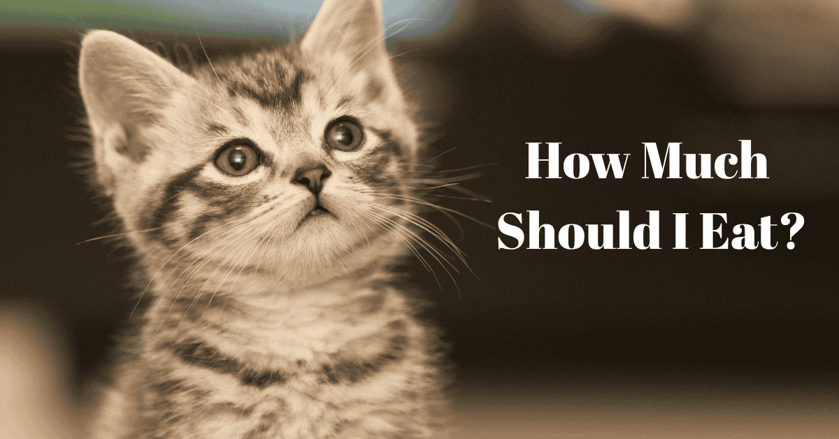 Ideal Portions: How Much Dry Food for a Cat?