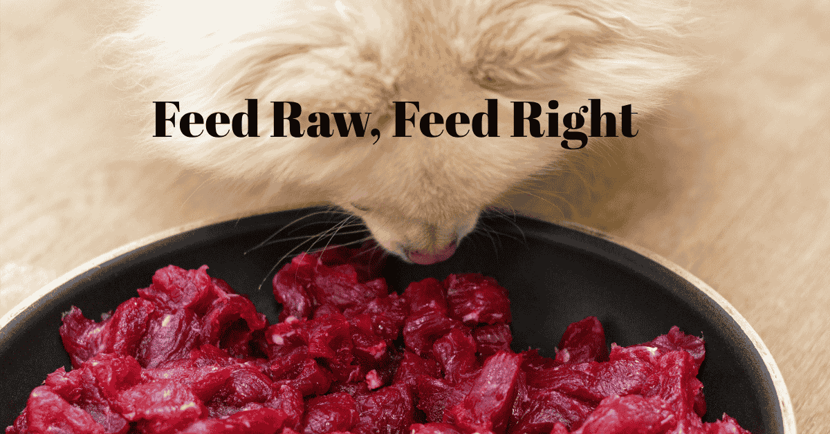 a dog is eating raw meat