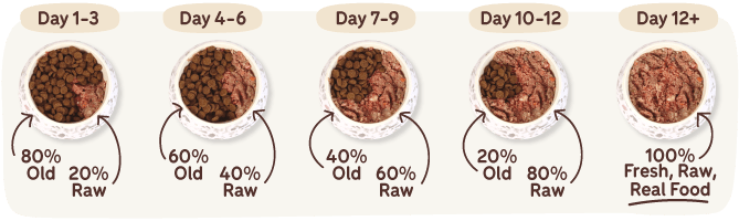 how to transition my dog to raw food blog banner image