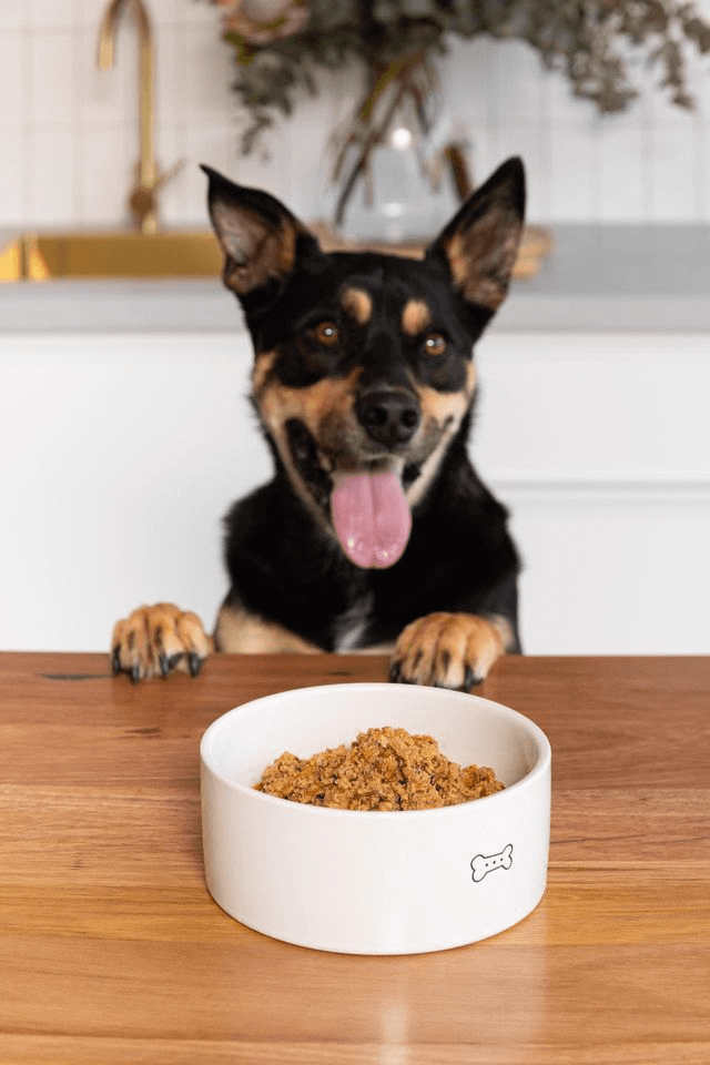 a happy dog with a bowl of prime100 slow cooked wet dog food