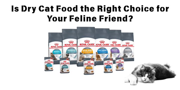 is dry cat food the right choice for your cat banner with royal canin care range products and a cat 