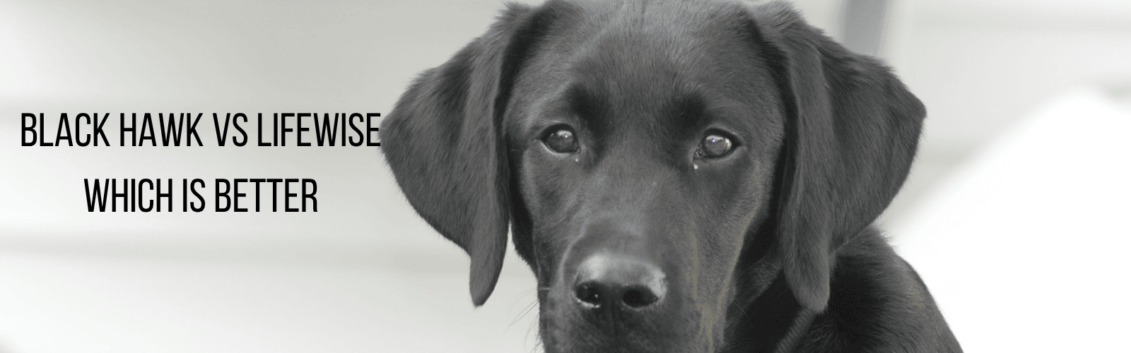 LifeWise vs Black Hawk dog food comparison blog banner