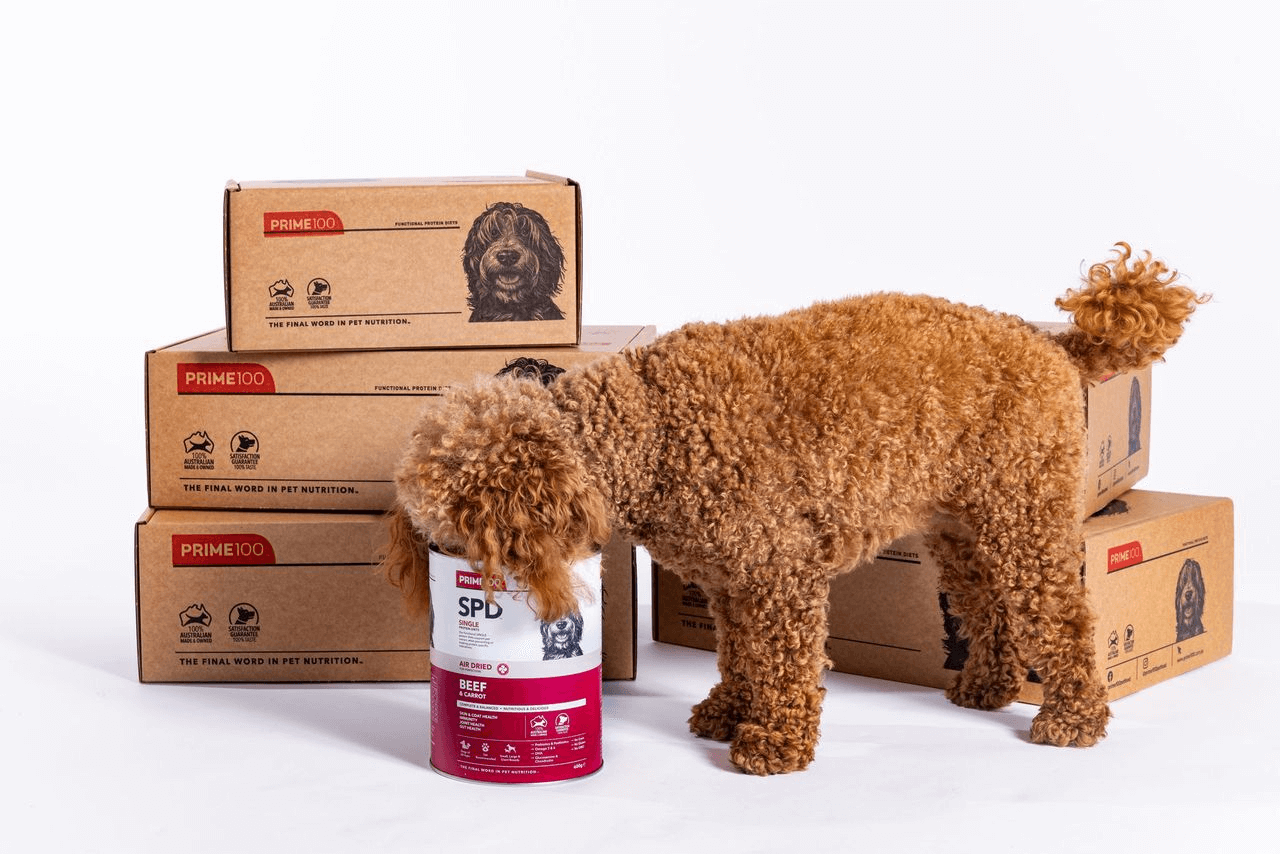 A curly brown dog sniffs a can of Prime100 SPD Beef & Carrot wet dog food, surrounded by stacked Prime100 cardboard boxes on a white background.