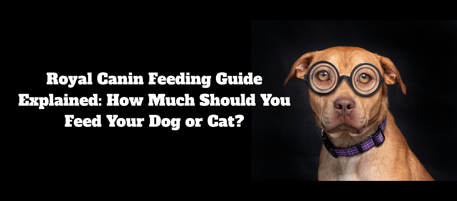 Royal Canin Feeding Guide Explained: How Much Should You Feed Your Dog or Cat? blog banner