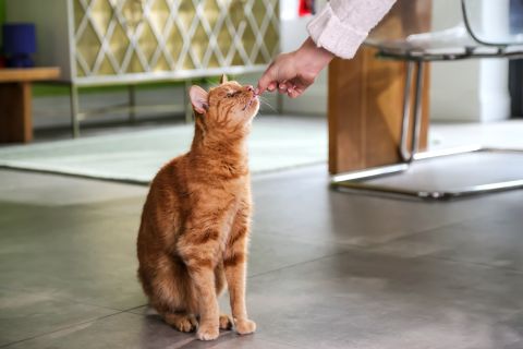 Ginger cat taking a flavoured Milbemax worming tablet from its owner's hand