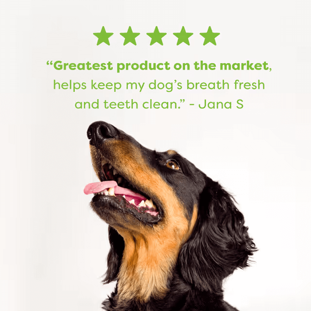 Bell & Bone Dental Stick Chicken, Mint, Seaweed Dog Treat 7 Pack customer reivews