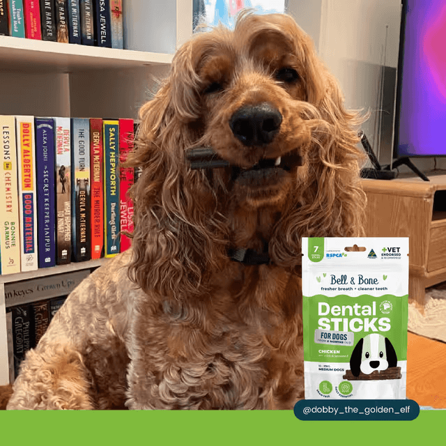 Bell & Bone Dental Stick Chicken, Mint, Seaweed Dog Treat 7 Pack dog eating