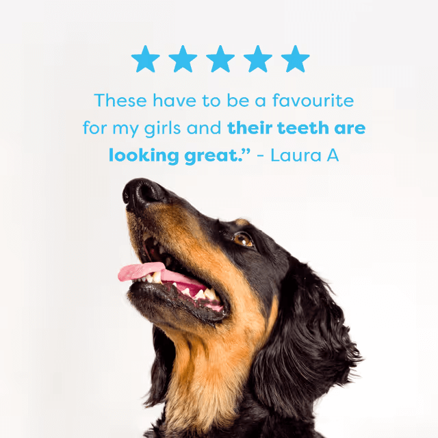 Bell & Bone Dental Stick Lamb, Mint, Manuka Honey Dog Treat 7 Pack customer reviews