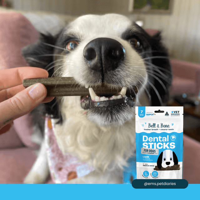 Bell & Bone Dental Stick Lamb, Mint, Manuka Honey Dog Treat 7 Pack dog eating