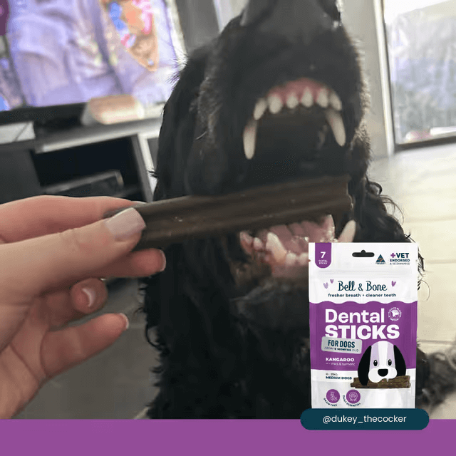 Bell & Bone Dental Sticks Kangaroo, Mint and Turmeric Dog Treat 7 Pack dog is eating