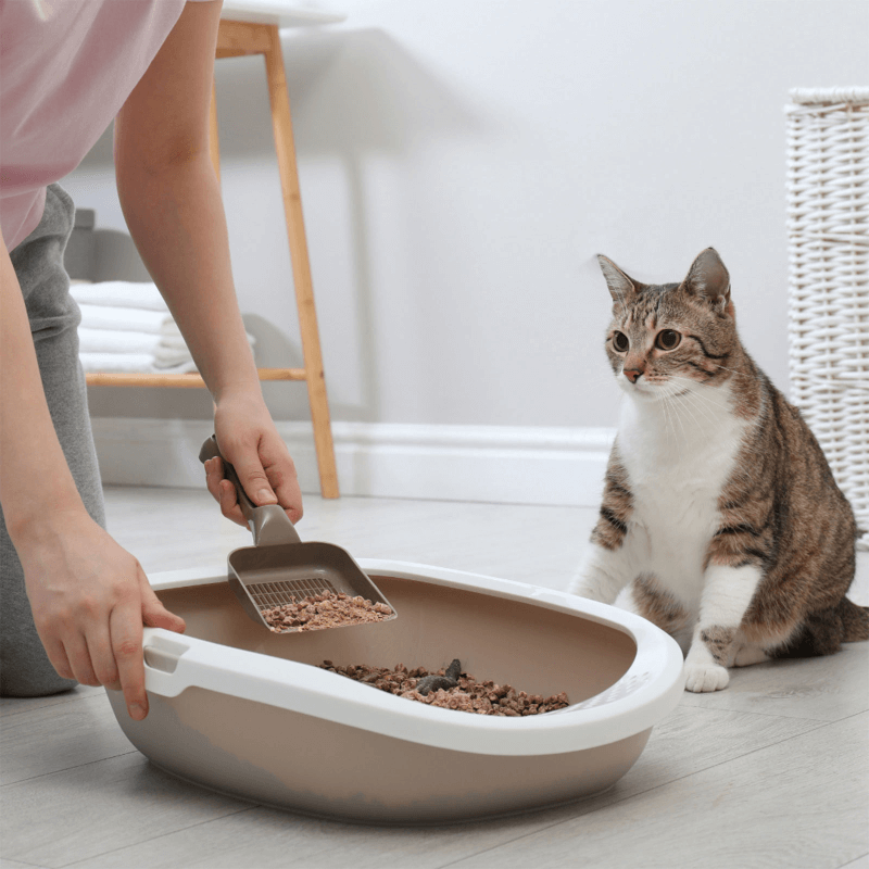 Cat watching owner scoop used Elite Pine Wood Cat Litter from litter box — eco-friendly pine pellets cat litter with natural odour control and dust-free cleaning.
