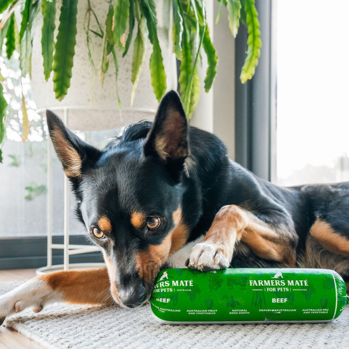 Kelpie resting its paw on a Farmers Mate for Pets Beef Roll 2 kg
