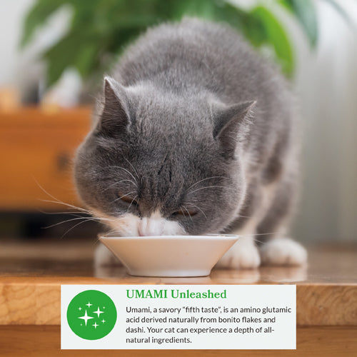 Grey cat eating INABA Dashi Delights from a bowl, umami flavour from bonito flakes