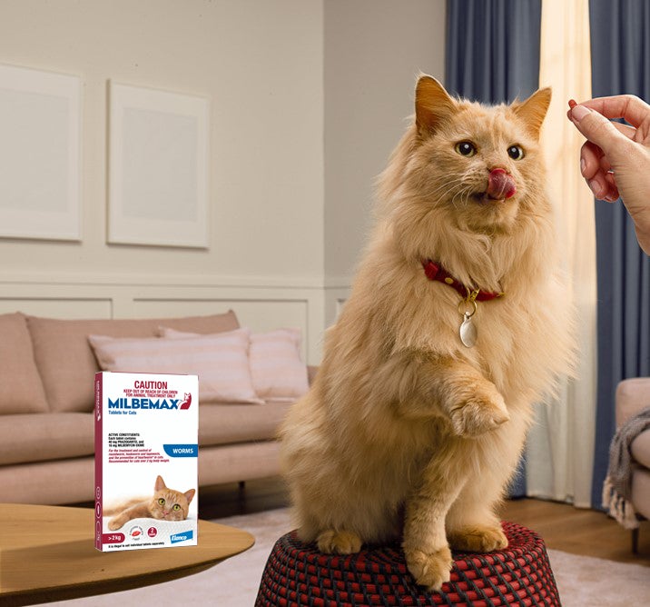 Cat being offered a Milbemax tablet beside a Milbemax Tablets for Cats over 2 kg 2-tablet pack