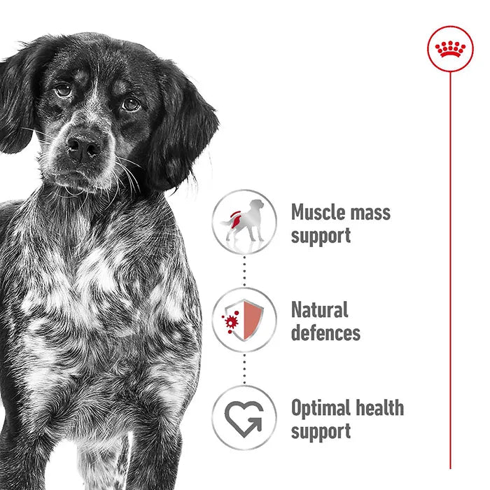 ROYAL CANIN Loaf Medium Adult  Wet Dog Food benefits