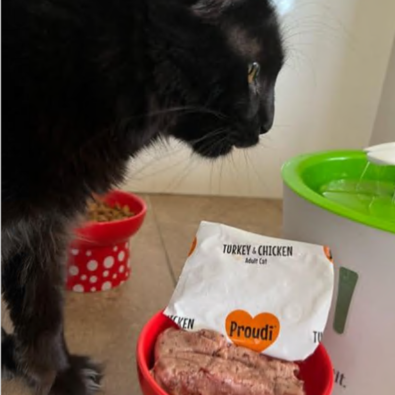 Cat beside a bowl of Proudi Turkey & Chicken raw cat food and an opened portion pack