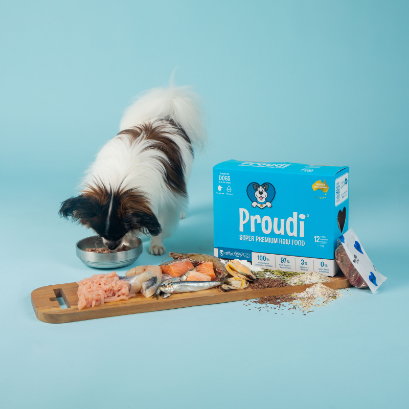 Papillon eating Proudi Ocean Combo & Turkey raw dog food beside the box