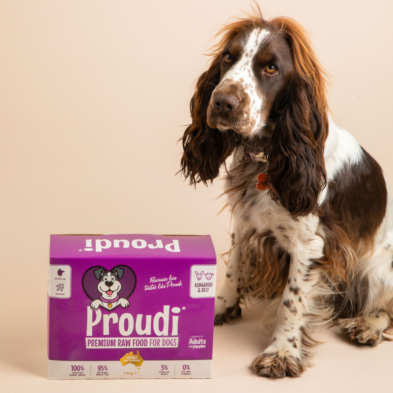 Springer spaniel sitting beside a box of Proudi Kangaroo & Beef raw dog food