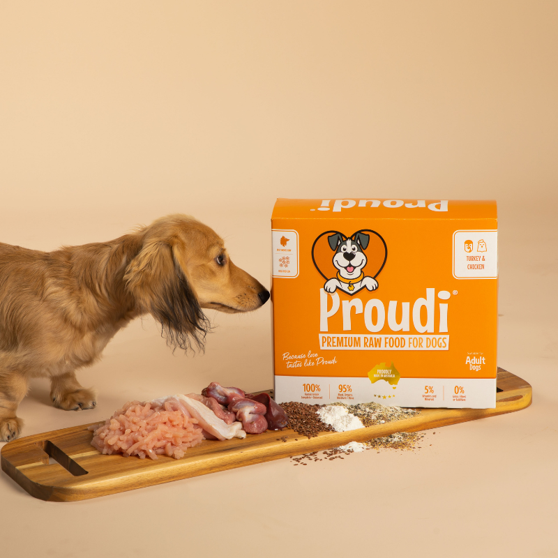 Dachshund sniffing Proudi Turkey & Chicken raw dog food served on a board beside the box