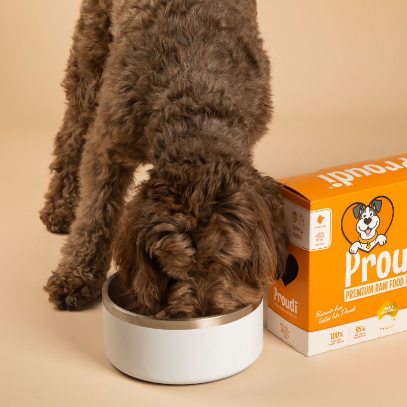 Dog eating Proudi Turkey & Chicken raw dog food from a bowl next to the box