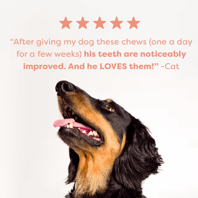 Bell & Bone Dental Stick Salmon, Mint, and Charcoal Dog Treat customer reviews