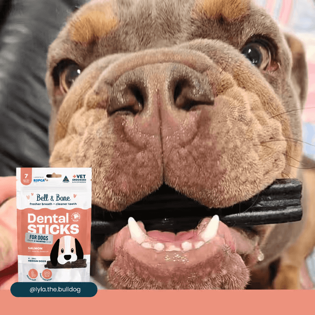 Bell & Bone Dental Stick Salmon, Mint, and Charcoal Dog Treat dog with a dental stick