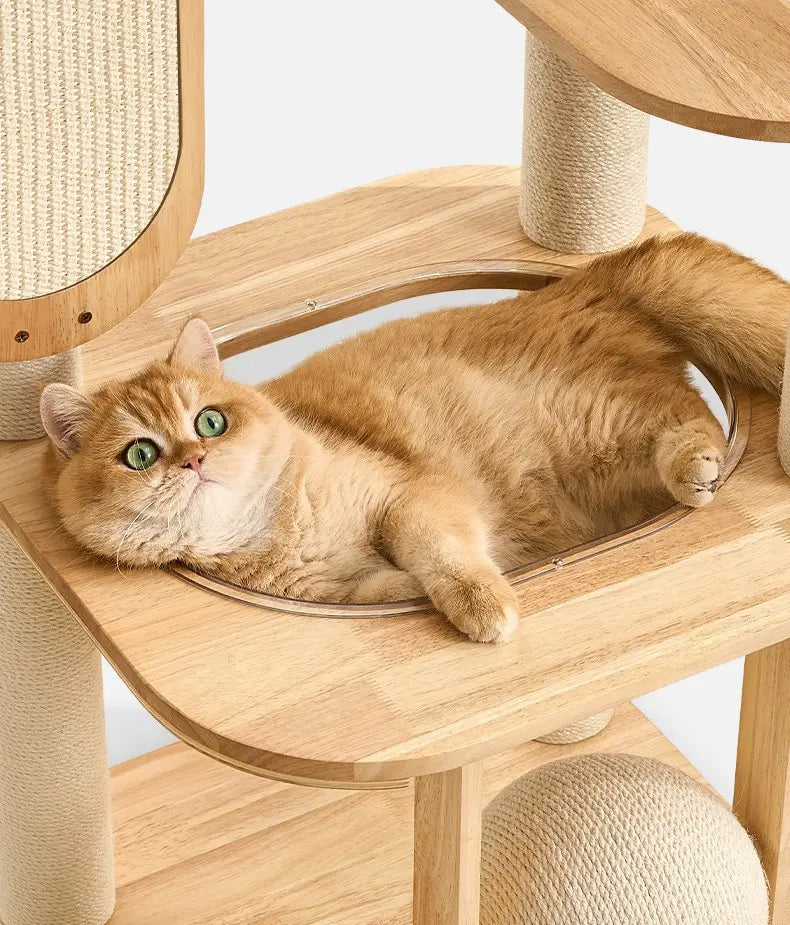 Ginger cat relaxing inside the transparent capsule bed of the D01 wooden cat tree, surrounded by natural wood platforms and sisal posts.