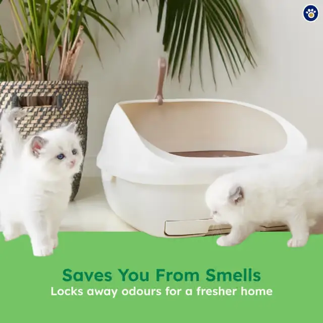 Two white kittens playing near an Ezi-LockOdour open cat litter box designed for odour control