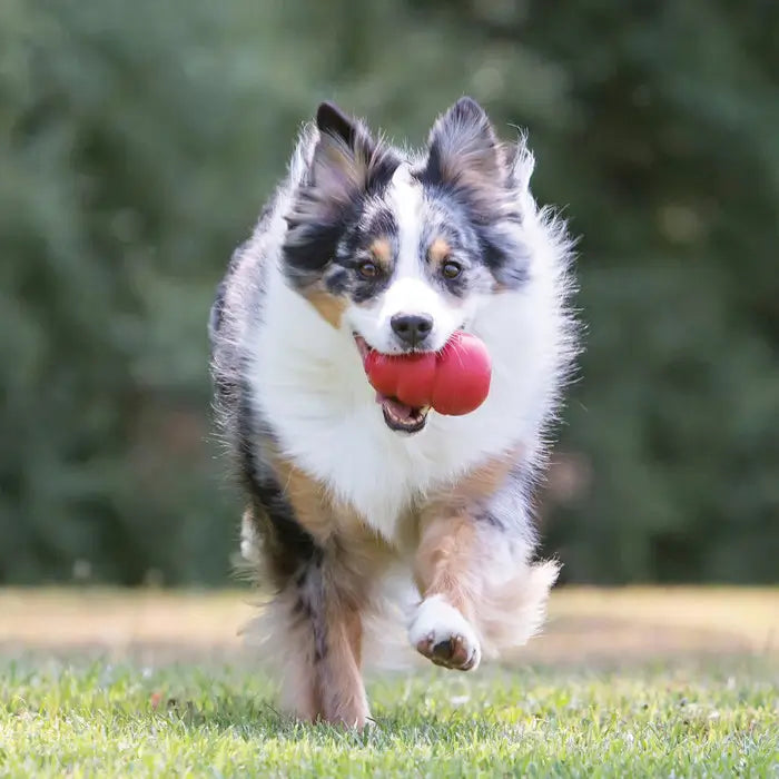 Australian Shepherd running outdoors with a red KONG Classic rubber dog toy in its mouth during a game of fetch.
