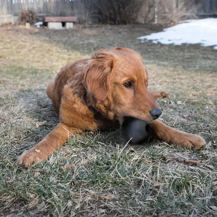Golden Retriever playing with a black KONG Extreme Ball Dog Toy while lying on grass outdoors, demonstrating interactive chewing and fetch play.
