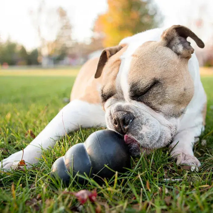 Bulldog chewing a black KONG Extreme rubber dog toy on grass outdoors