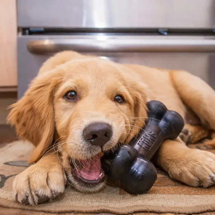 Golden Retriever puppy chewing a black KONG Extreme Goodie Bone rubber dog toy indoors