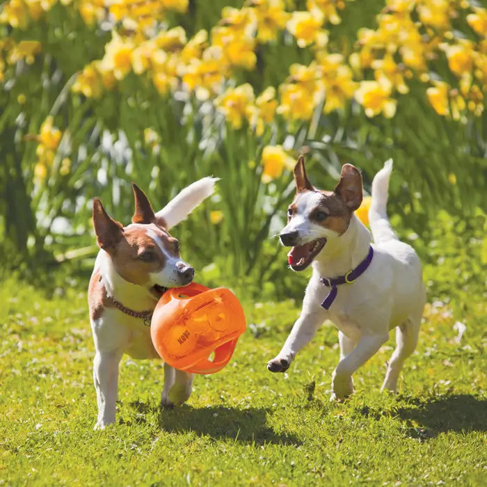 Two active dogs playing outdoors on grass, with one carrying an orange KONG Jumbler Ball Dog Toy during interactive fetch play.