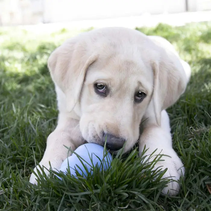 Labrador puppy chewing a blue KONG Puppy natural rubber teething toy while lying on grass