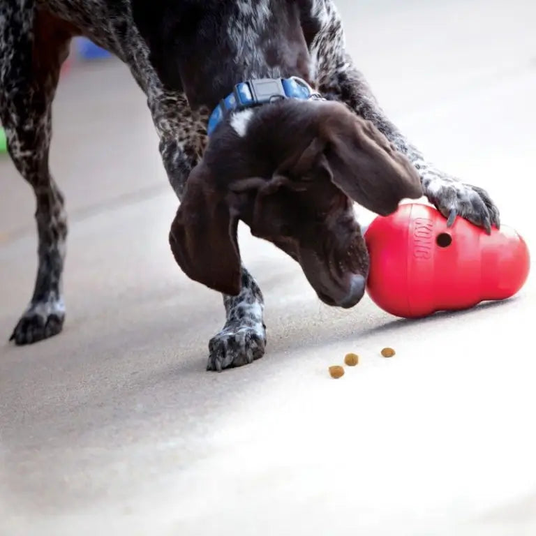 Dog playing with a red KONG Wobbler interactive treat dispensing toy as dry kibble is released onto the ground.