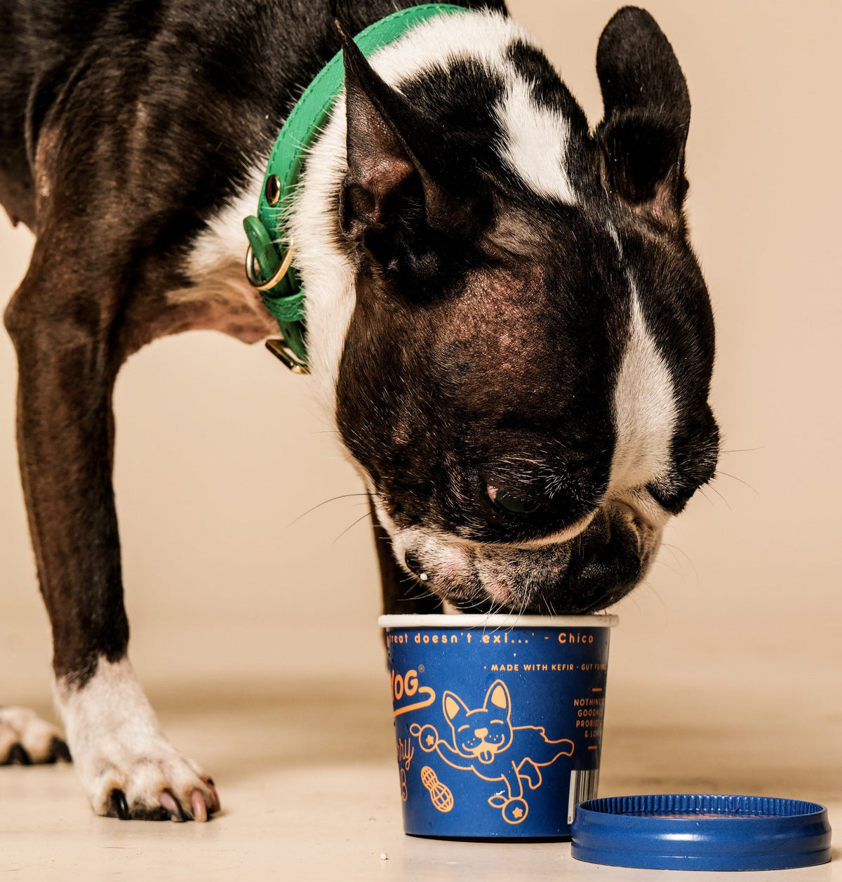 Dog enjoying a Dog Yog Blueberry & Peanut Butter ice cream pot