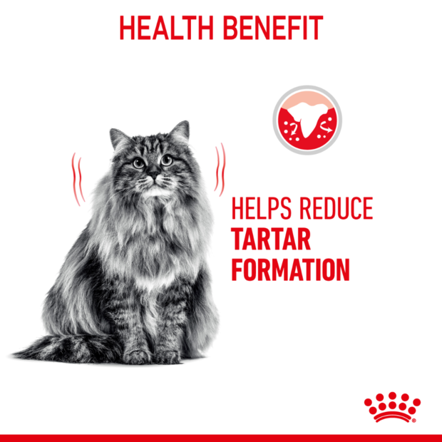 royal canin dental care adult dry cat food benefits