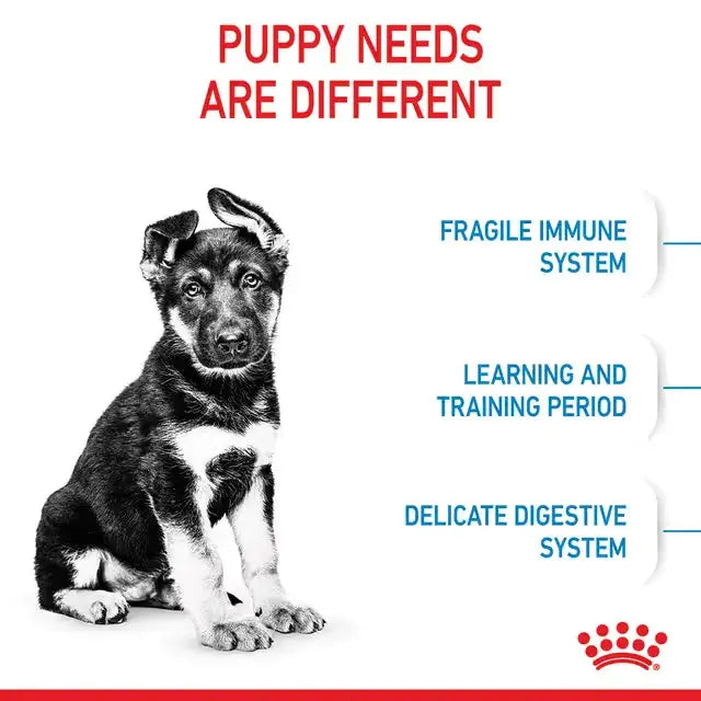 Royal Canin Maxi Puppy nutrition infographic highlighting developing immunity, learning and training, and delicate digestion in growing puppies.