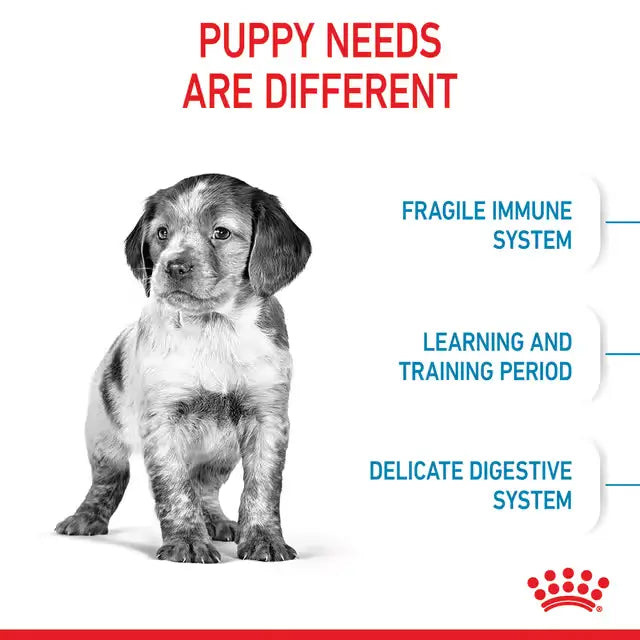 Royal Canin Medium Puppy nutrition infographic highlighting developing immunity, learning and training, and sensitive digestion in puppies.