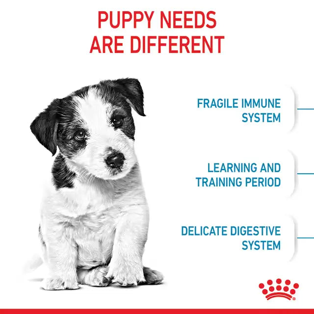 Royal Canin Mini Puppy nutrition infographic highlighting developing immunity, learning and training, and delicate digestion in small breed puppies.