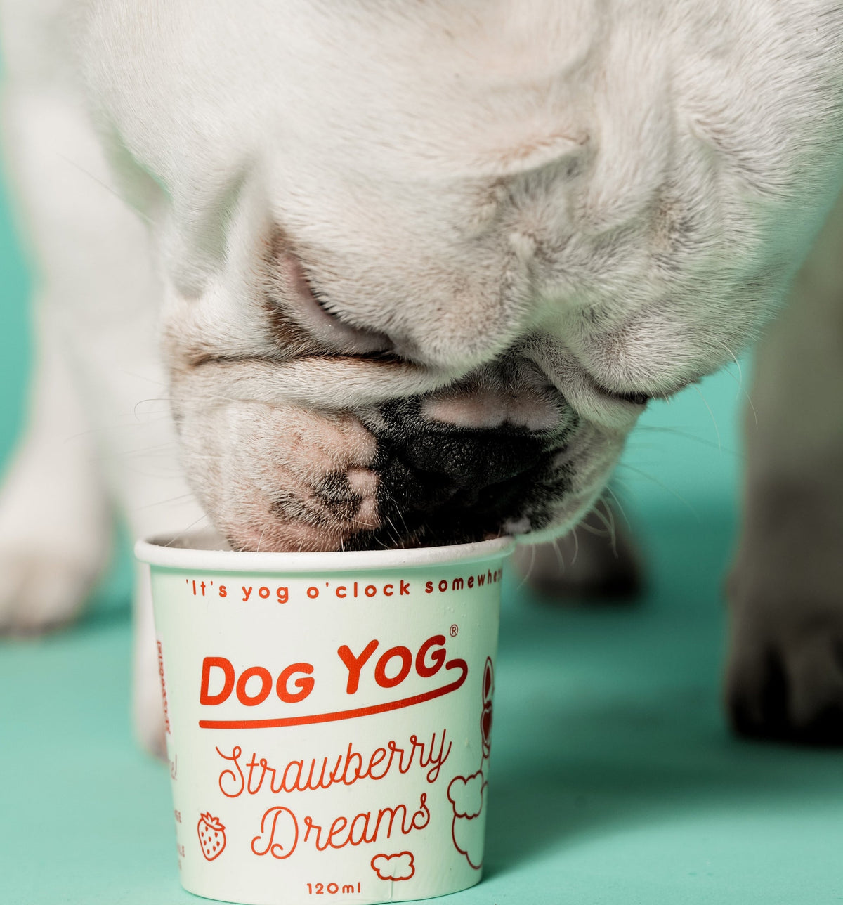 Dog licking a Dog Yog Strawberry Dreams ice cream pot