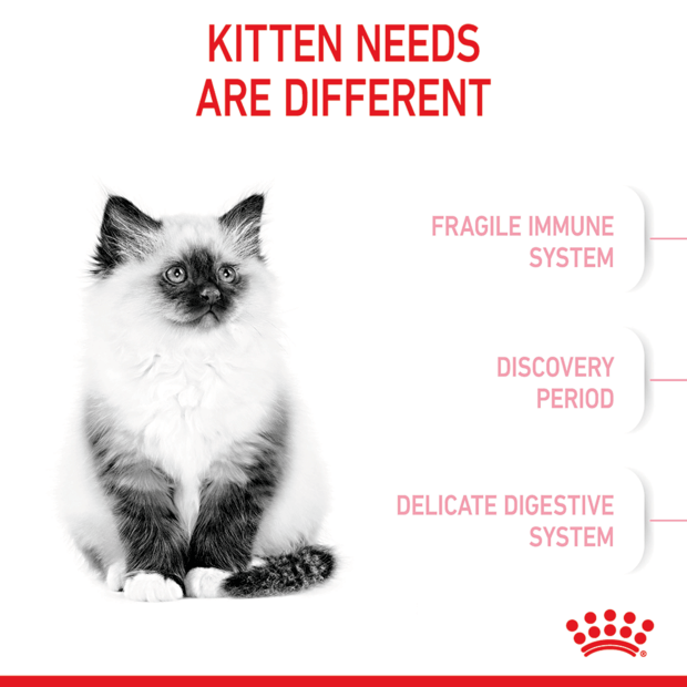 royal canin kitten dry cat food support different kitten needs